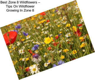 Best Zone 8 Wildflowers – Tips On Wildflower Growing In Zone 8