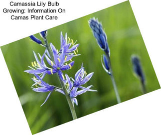 Camassia Lily Bulb Growing: Information On Camas Plant Care