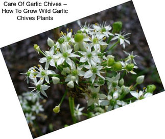 Care Of Garlic Chives – How To Grow Wild Garlic Chives Plants