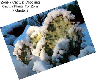 Zone 7 Cactus: Choosing Cactus Plants For Zone 7 Gardens