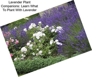 Lavender Plant Companions: Learn What To Plant With Lavender