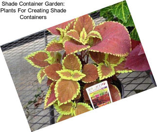 Shade Container Garden: Plants For Creating Shade Containers