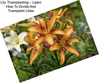 Lily Transplanting – Learn How To Divide And Transplant Lilies