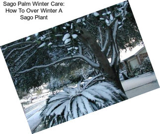 Sago Palm Winter Care: How To Over Winter A Sago Plant