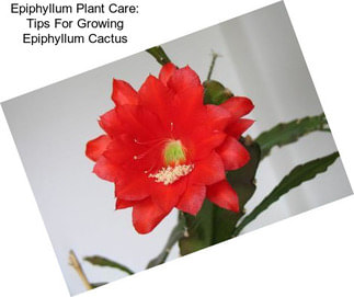 Epiphyllum Plant Care: Tips For Growing Epiphyllum Cactus