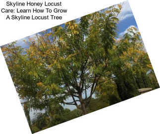 Skyline Honey Locust Care: Learn How To Grow A Skyline Locust Tree