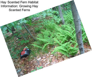 Hay Scented Fern Habitat Information: Growing Hay Scented Ferns