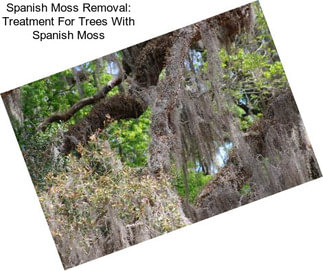 Spanish Moss Removal: Treatment For Trees With Spanish Moss