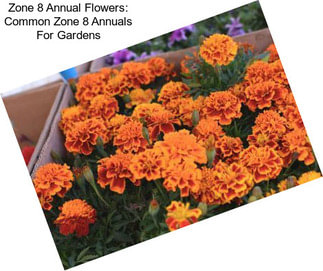 Zone 8 Annual Flowers: Common Zone 8 Annuals For Gardens