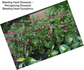 Bleeding Heart Diseases – Recognizing Diseased Bleeding Heart Symptoms