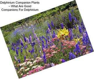 Delphinium Companion Plants – What Are Good Companions For Delphinium