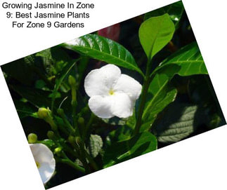 Growing Jasmine In Zone 9: Best Jasmine Plants For Zone 9 Gardens