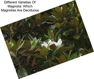 Different Varieties Of Magnolia: Which Magnolias Are Deciduous