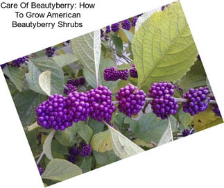 Care Of Beautyberry: How To Grow American Beautyberry Shrubs