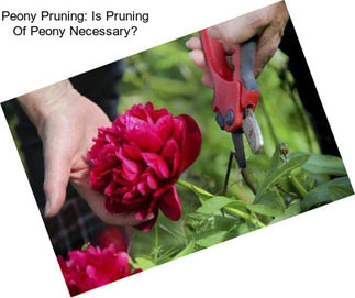 Peony Pruning: Is Pruning Of Peony Necessary?