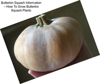 Butterkin Squash Information – How To Grow Butterkin Squash Plants