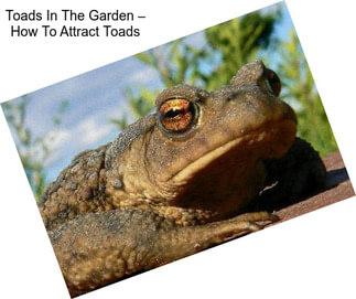 Toads In The Garden – How To Attract Toads