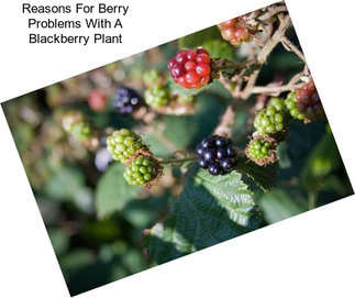 Reasons For Berry Problems With A Blackberry Plant