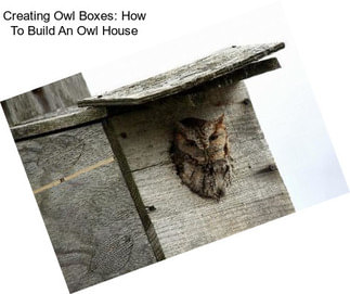 Creating Owl Boxes: How To Build An Owl House