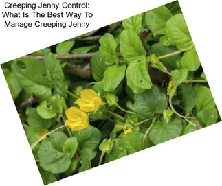 Creeping Jenny Control: What Is The Best Way To Manage Creeping Jenny