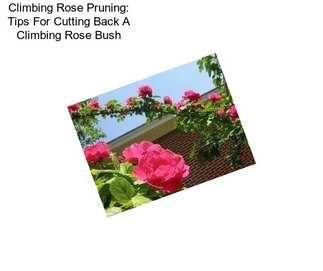 Climbing Rose Pruning: Tips For Cutting Back A Climbing Rose Bush