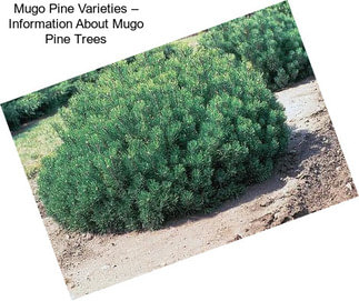 Mugo Pine Varieties – Information About Mugo Pine Trees