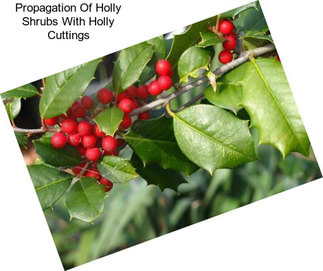 Propagation Of Holly Shrubs With Holly Cuttings