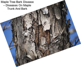 Maple Tree Bark Disease – Diseases On Maple Trunk And Bark