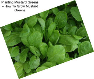Planting Mustard Greens – How To Grow Mustard Greens