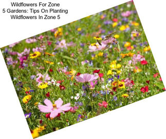 Wildflowers For Zone 5 Gardens: Tips On Planting Wildflowers In Zone 5