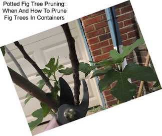 Potted Fig Tree Pruning: When And How To Prune Fig Trees In Containers