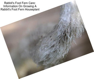 Rabbit\'s Foot Fern Care: Information On Growing A Rabbit\'s Foot Fern Houseplant