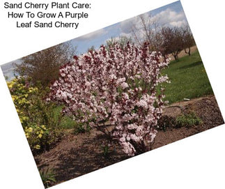 Sand Cherry Plant Care: How To Grow A Purple Leaf Sand Cherry