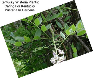 Kentucky Wisteria Plants: Caring For Kentucky Wisteria In Gardens