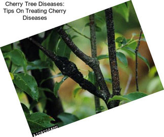 Cherry Tree Diseases: Tips On Treating Cherry Diseases