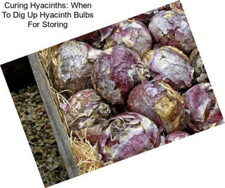 Curing Hyacinths: When To Dig Up Hyacinth Bulbs For Storing