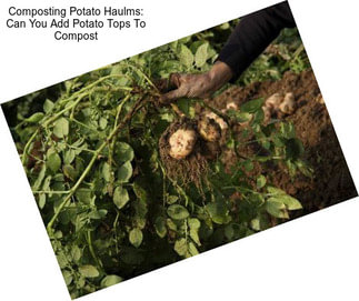 Composting Potato Haulms: Can You Add Potato Tops To Compost