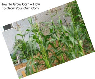 How To Grow Corn – How To Grow Your Own Corn