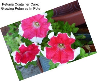 Petunia Container Care: Growing Petunias In Pots