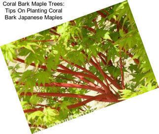 Coral Bark Maple Trees: Tips On Planting Coral Bark Japanese Maples