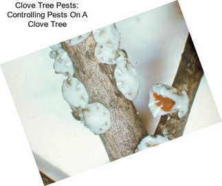 Clove Tree Pests: Controlling Pests On A Clove Tree