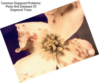 Common Dogwood Problems: Pests And Diseases Of Dogwood Trees