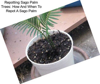 Repotting Sago Palm Trees: How And When To Repot A Sago Palm