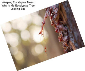 Weeping Eucalyptus Trees: Why Is My Eucalyptus Tree Leaking Sap