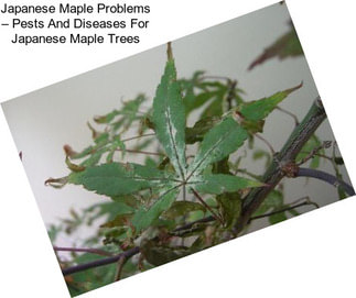 Japanese Maple Problems – Pests And Diseases For Japanese Maple Trees