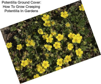 Potentilla Ground Cover: How To Grow Creeping Potentilla In Gardens