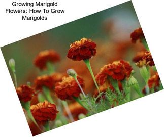 Growing Marigold Flowers: How To Grow Marigolds