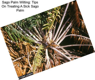 Sago Palm Wilting: Tips On Treating A Sick Sago Palm