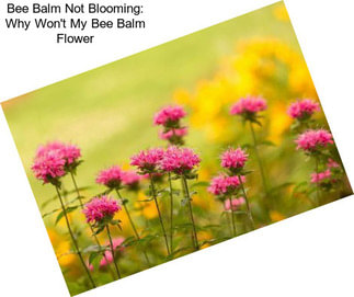 Bee Balm Not Blooming: Why Won\'t My Bee Balm Flower