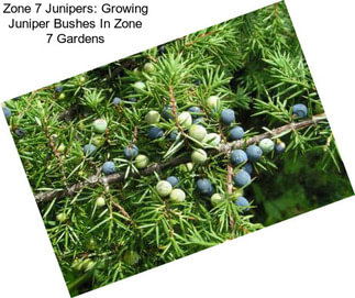 Zone 7 Junipers: Growing Juniper Bushes In Zone 7 Gardens